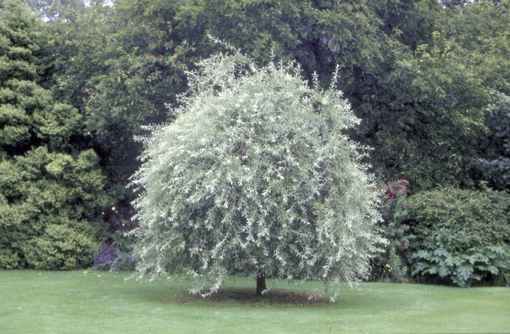 Perenboom Kiezen - Perenboom In De Tuin