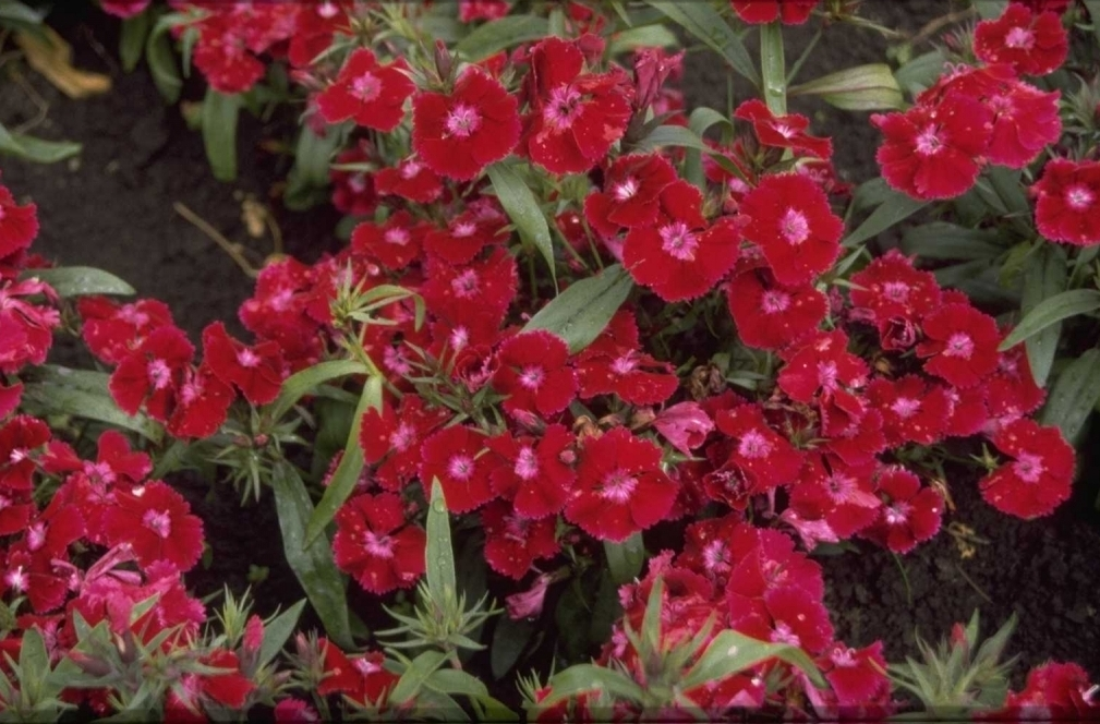 Chinesische Nelke Dianthus chinensis 'Deep Violet' Yarinde Garten