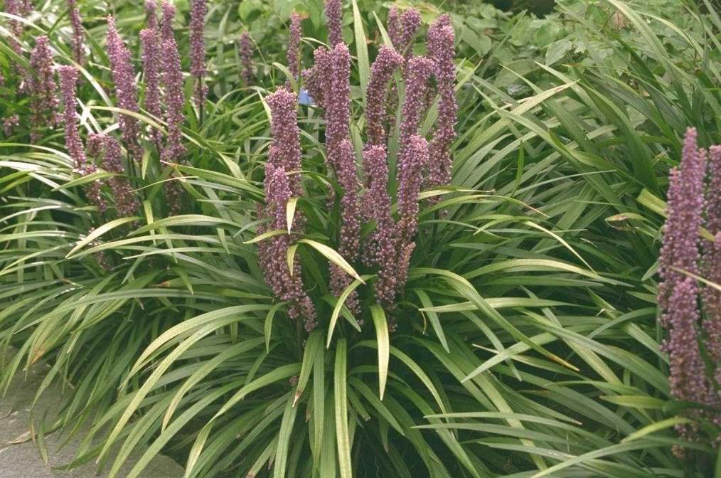 Pflanzen für sandige Böden Gartenpflanzen für sandige Böden