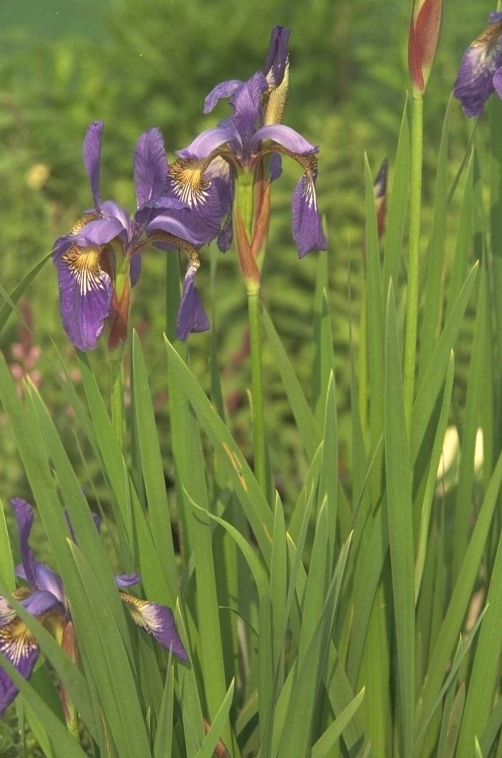 Lis Pflanze Iris 'Papillon' lilablaue Blüte bis zu 80 cm hoch