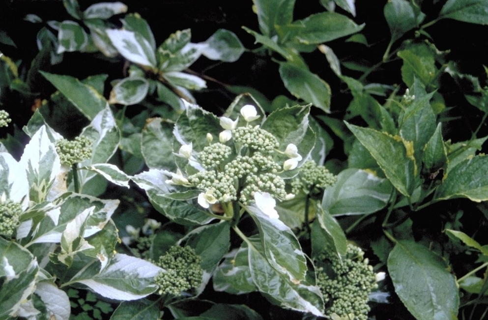 Hortensie Hydrangea macrophylla 'Tricolor' grün / panaschierte Blätter