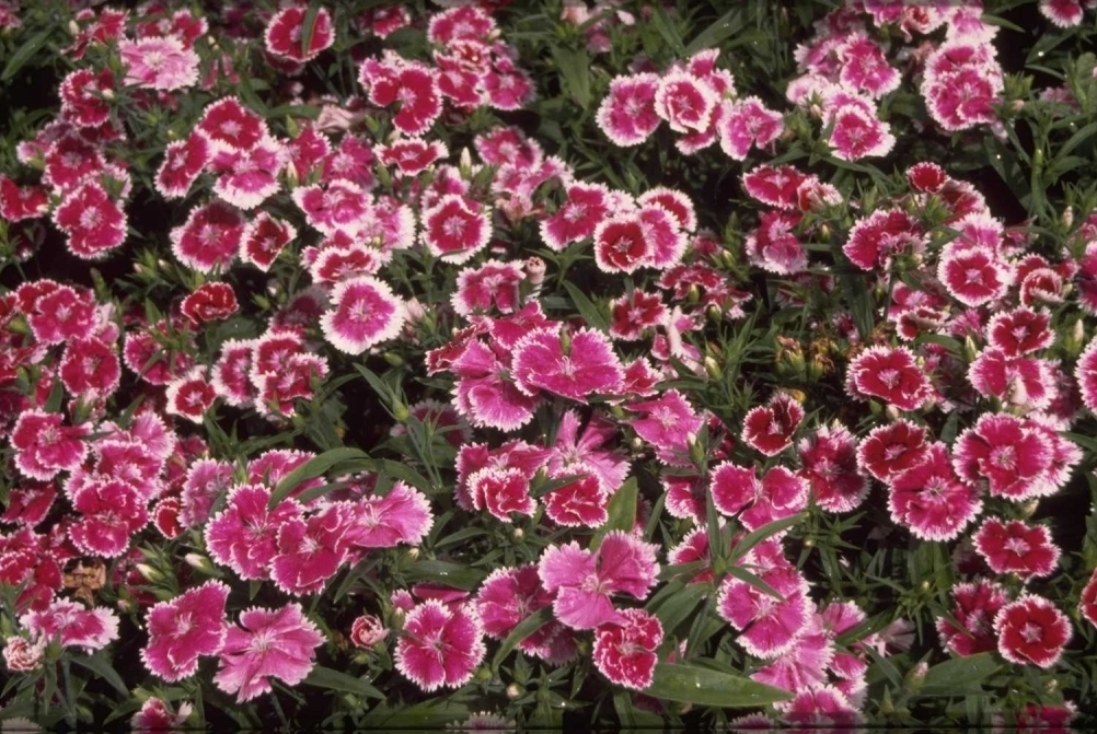 Chinesische Nelke Dianthus chinensis 'Violet Picotee' Yarinde.de