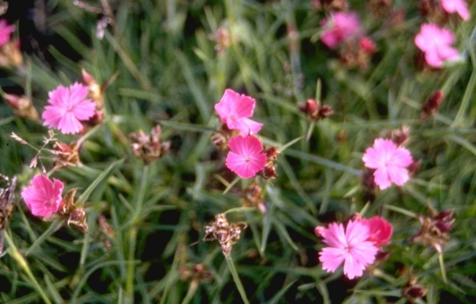KarthäuserNelke Dianthus carthusianorum var. humilis Yarinde