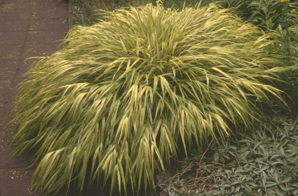 Ziergräser für den Garten immergrün und winterhart