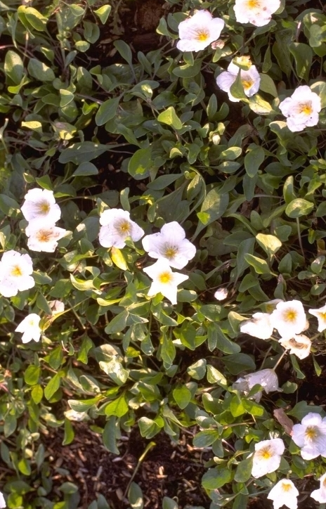 Nierembergia - Nierembergia repens plant