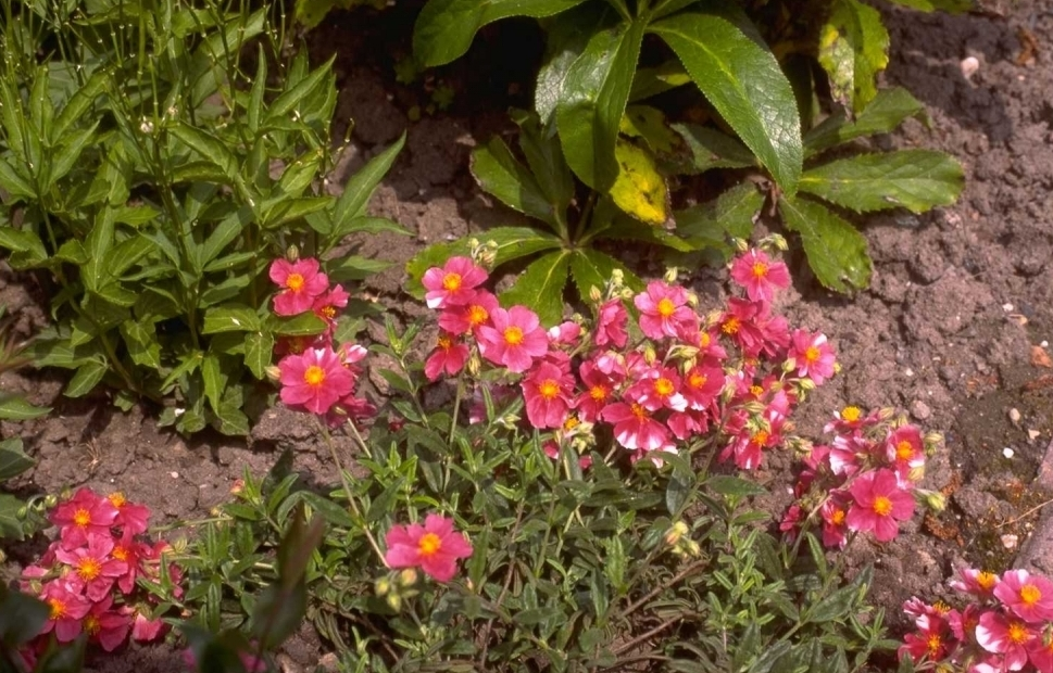 Sonnenrose Helianthemum 'Raspberry Ripple' Yarinde Gardens