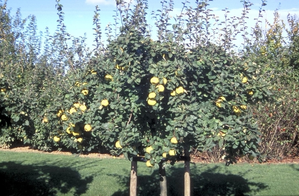 Obstbäume kaufen? Viele Arten und Lieferung nach Hause in ganz NL
