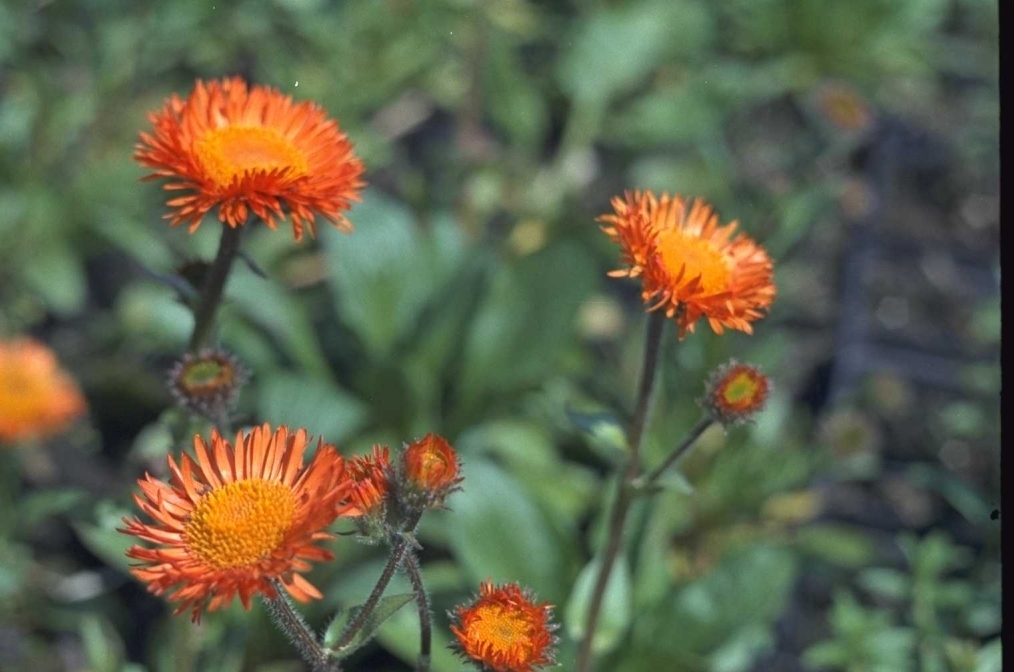 Orange blühende Gartenpflanzen für Ihr Beet