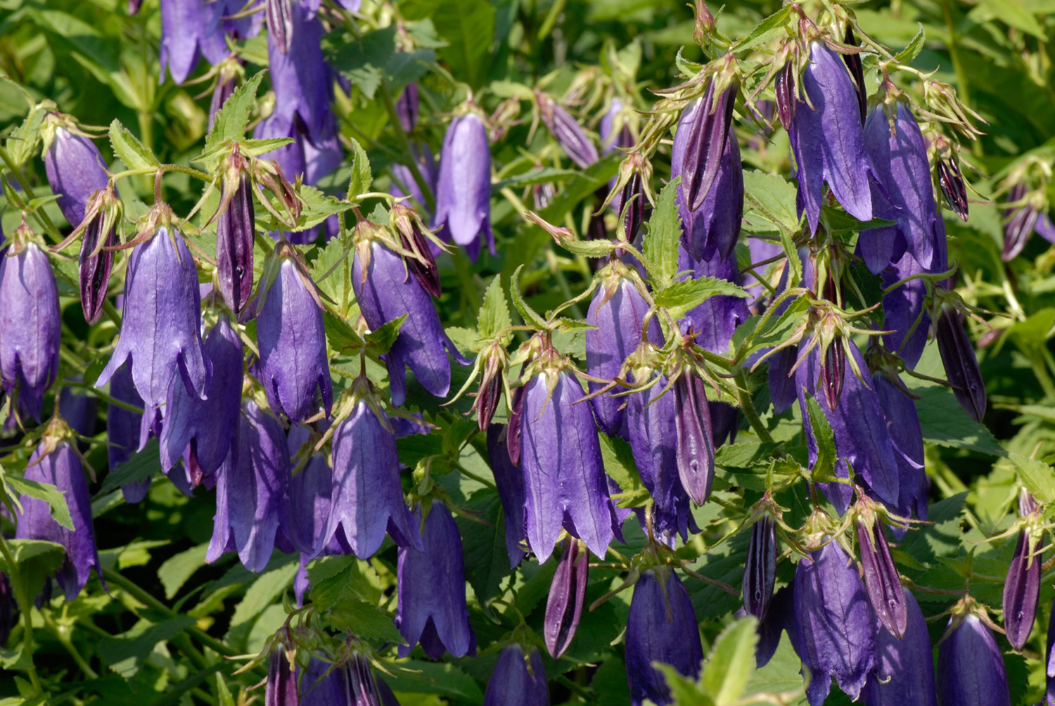 Glockenblume Campanula 'Sarastro' Pflanze