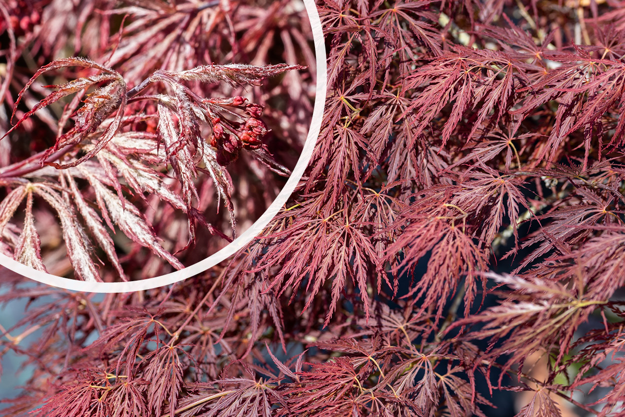 Japanischer Ahorn Acer palmatum Ornatum Strauch rot/braun 2 Meter