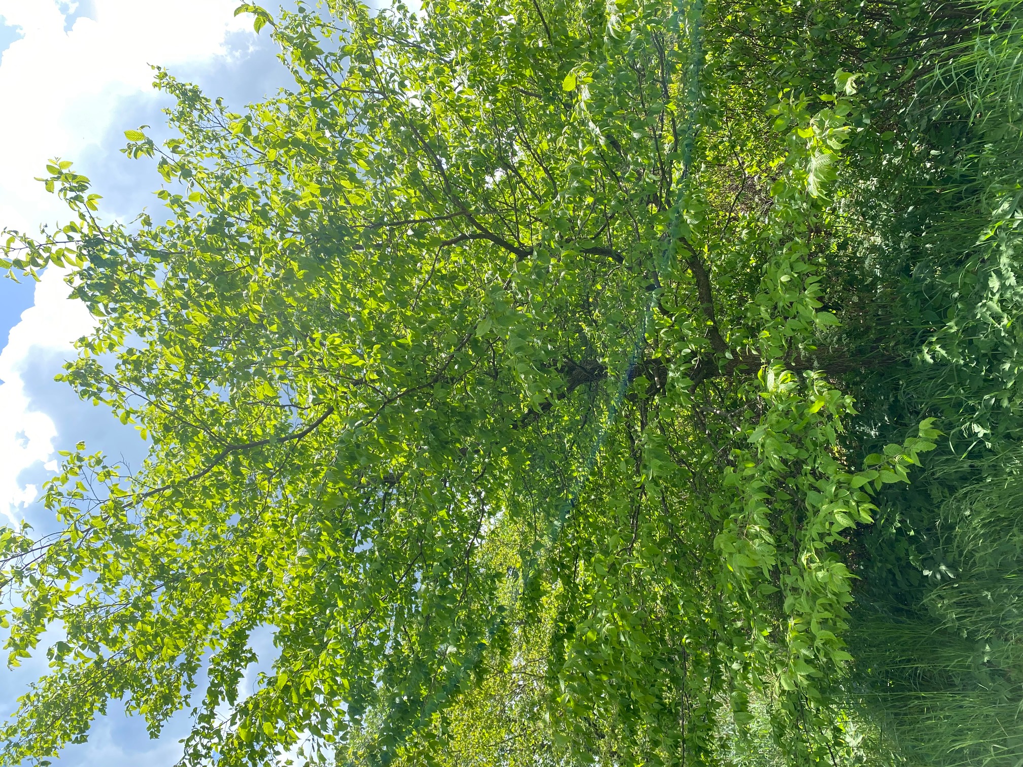 HopfenHainbuche Ostrya virginiana mehrstämmiger Baum