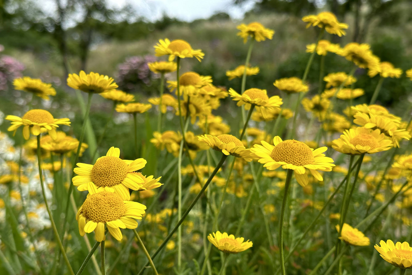 Gelbe Kamille Anthemis x hybrida 'Kelwayi' mehrjährige Pflanzen