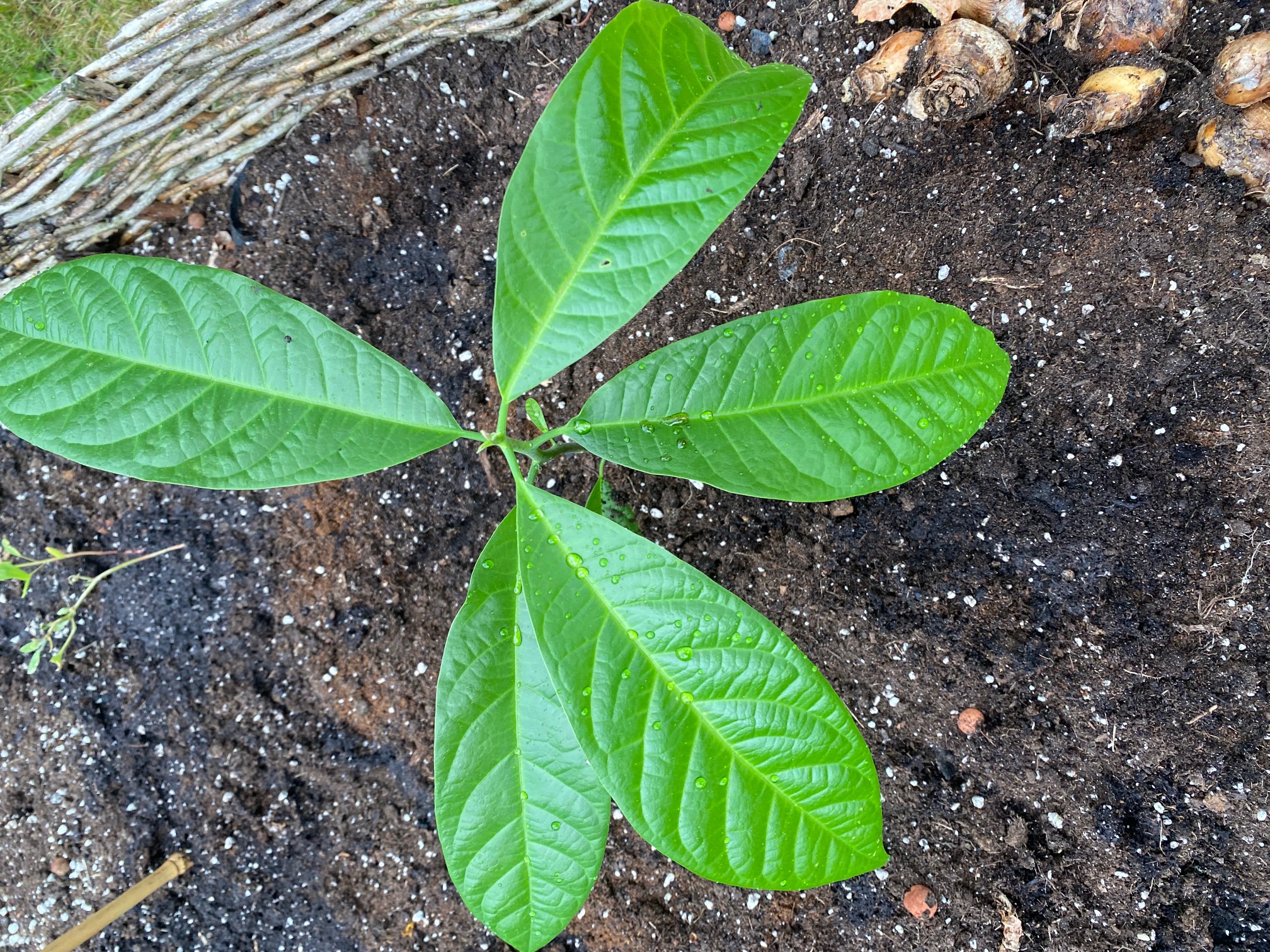 Avocadopflanze Persea americana Pflanze Anbau von Avocados