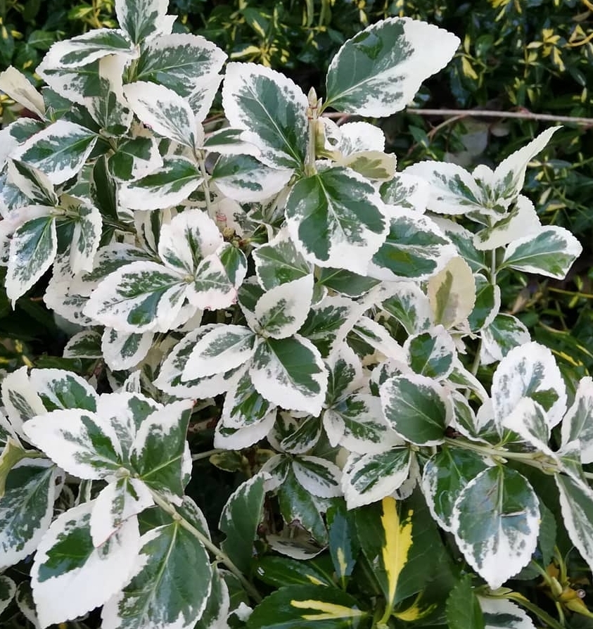 Japanse Kardinaalsmuts Euonymus Fortunei Emerald Gaiety