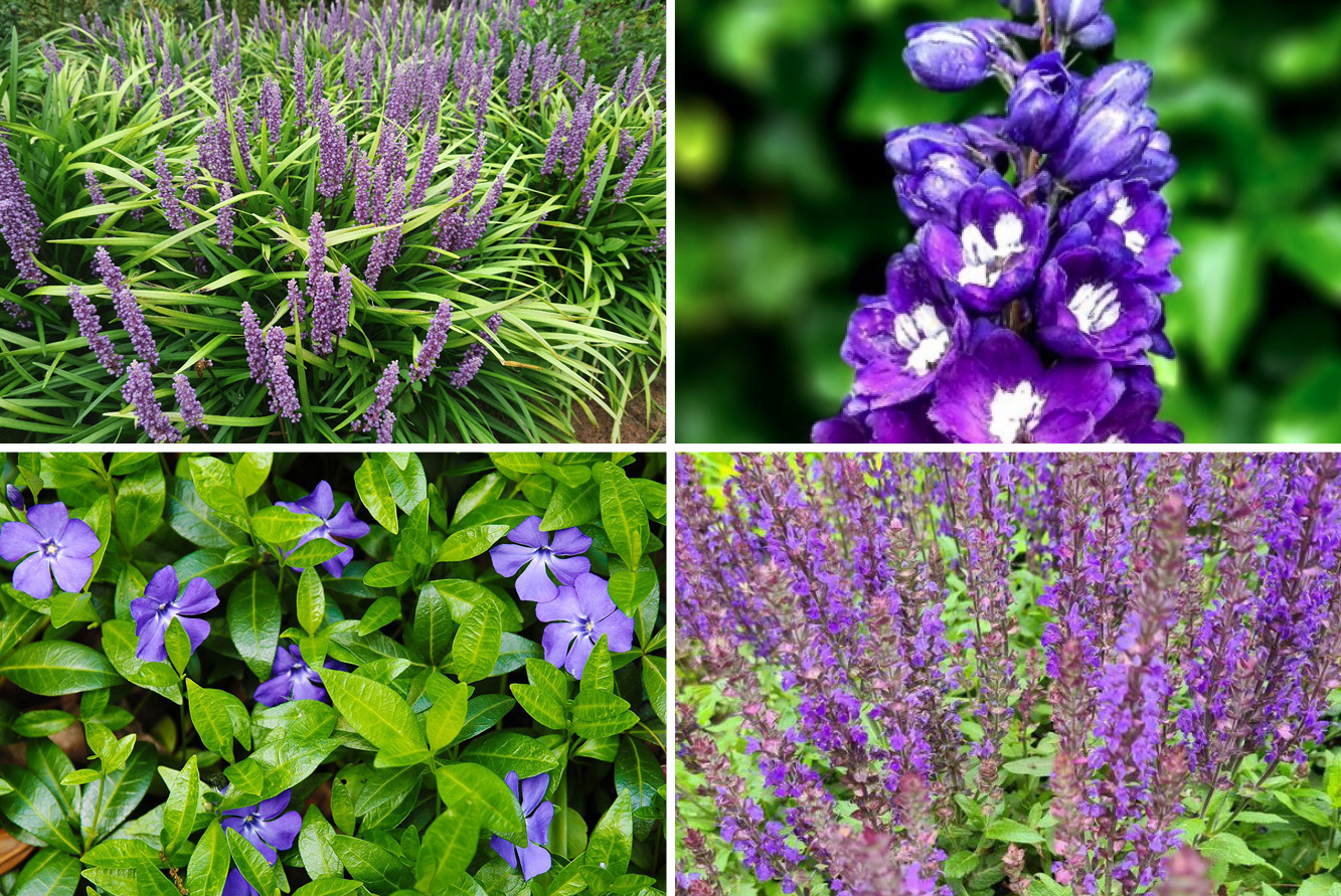 chirurg Bergbeklimmer Gehoorzaamheid Vaste planten combinaties paarse bloemen - Borderpakket