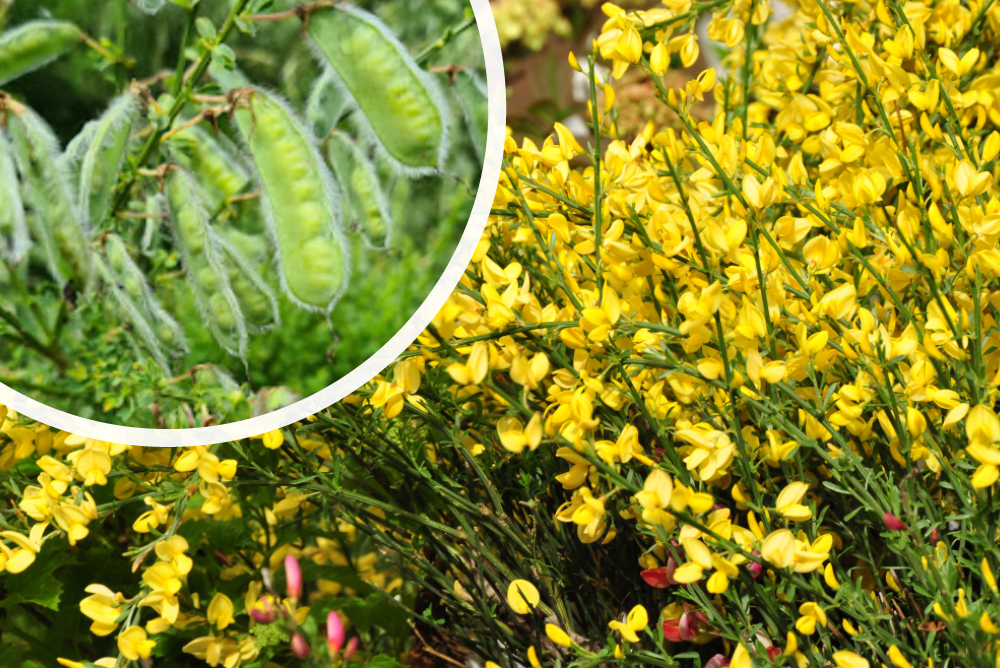 Brem Struik Cytisus Praecox - Brem Struik Kopen