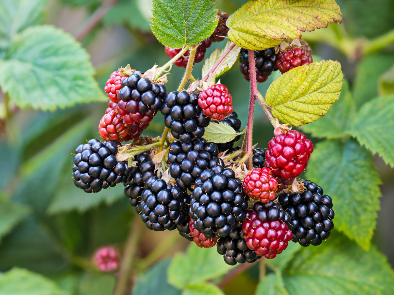 vacuüm schild vacht Doornloze braam Rubus fruticosus 'Black Satin' kopen