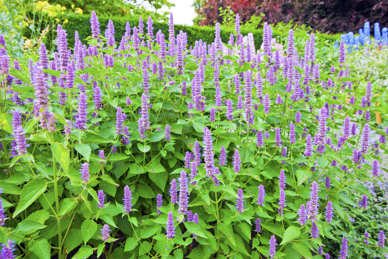 Onveilig Voorzichtig buitenspiegel Dropplant Agastache 'Blue Fortune' kopen voor borders of tuin