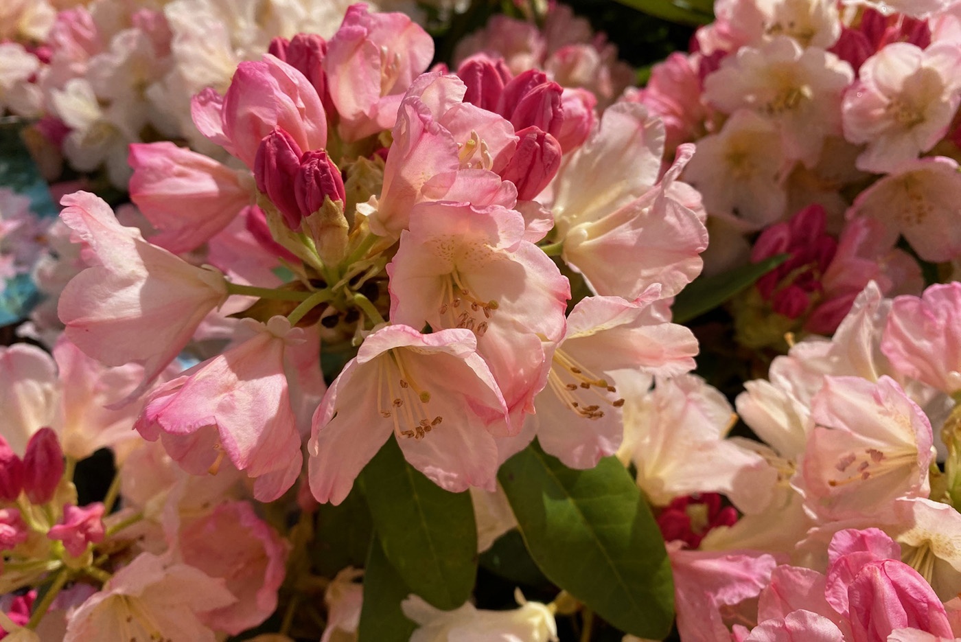 ZwergRhododendron Rhododendron yakushimanum 'Percy Wiseman'