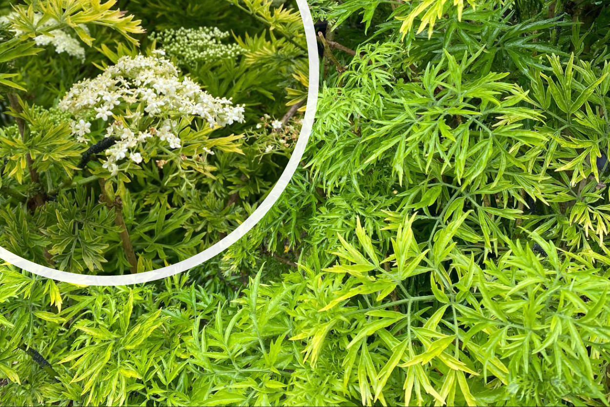 Gelber Holunder Sambucus nigra ‘Golden Tower’ Strauch säulenförmiger