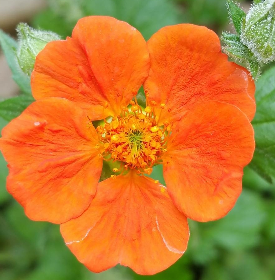 Borderpakket Nagelkruid Geum Soorten En Combineren Borders