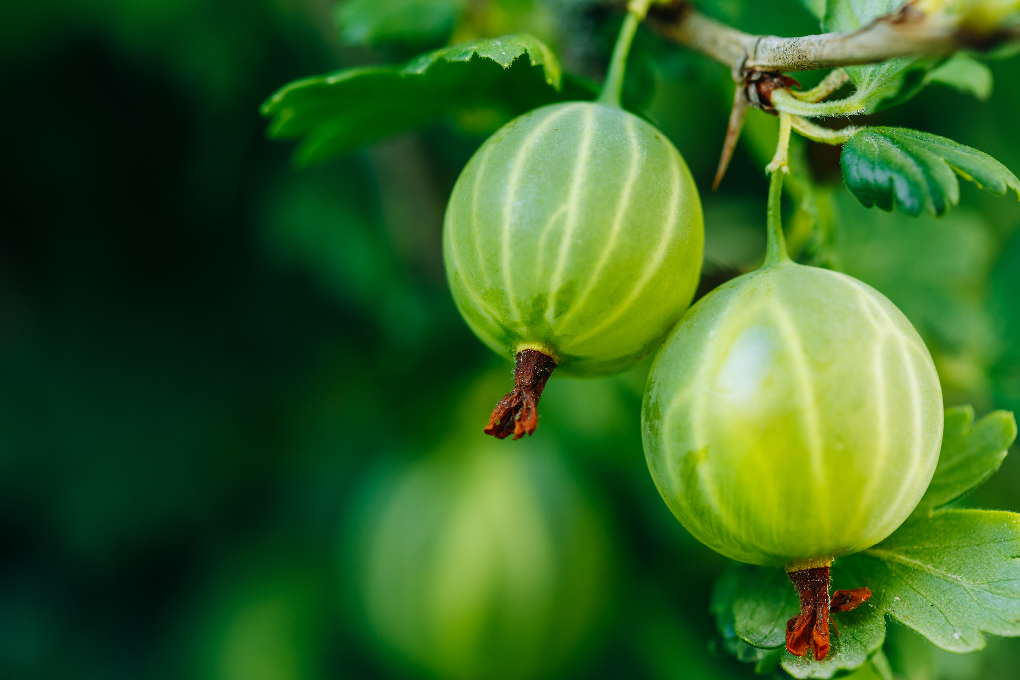 Grüne Stachelbeere Ribes uvacrispa Hinnonmaki Grön Pflanze kaufen