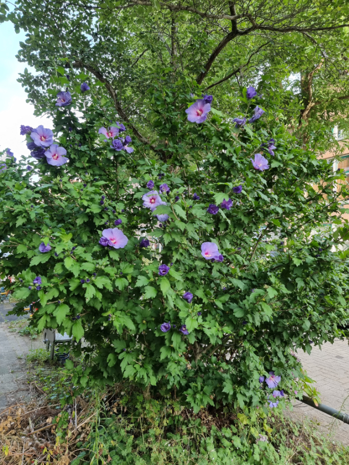 Hibiscus syriacus 'Oiseau Bleu' Spätblühenden Strauch kaufen