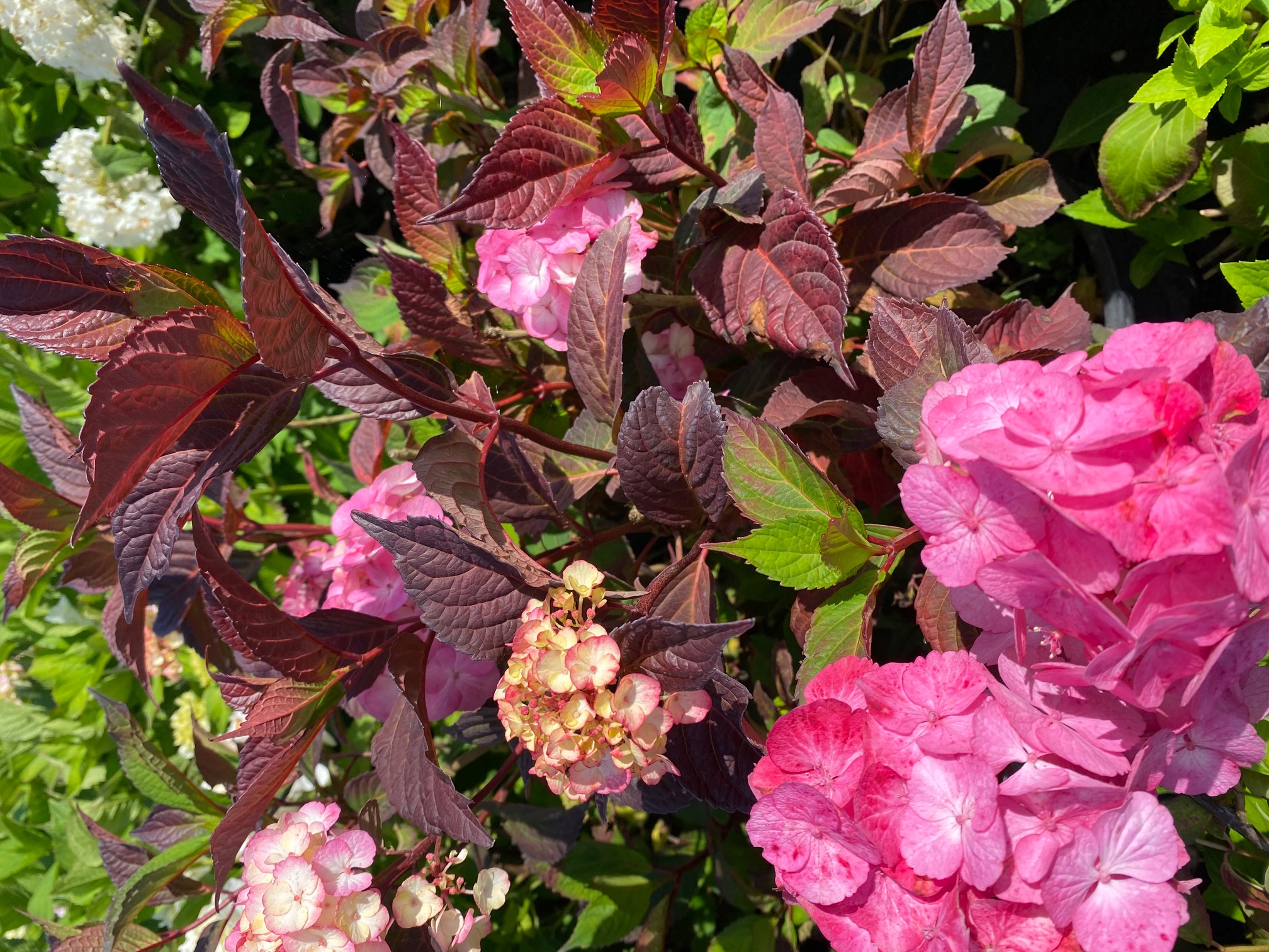 Hortensie Hydrangea serrata Preziosa Strauch rosarot