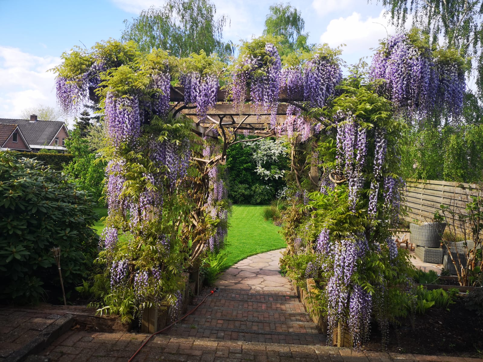 Blauwe Regen Wisteria Sinensis Boskoop Cm