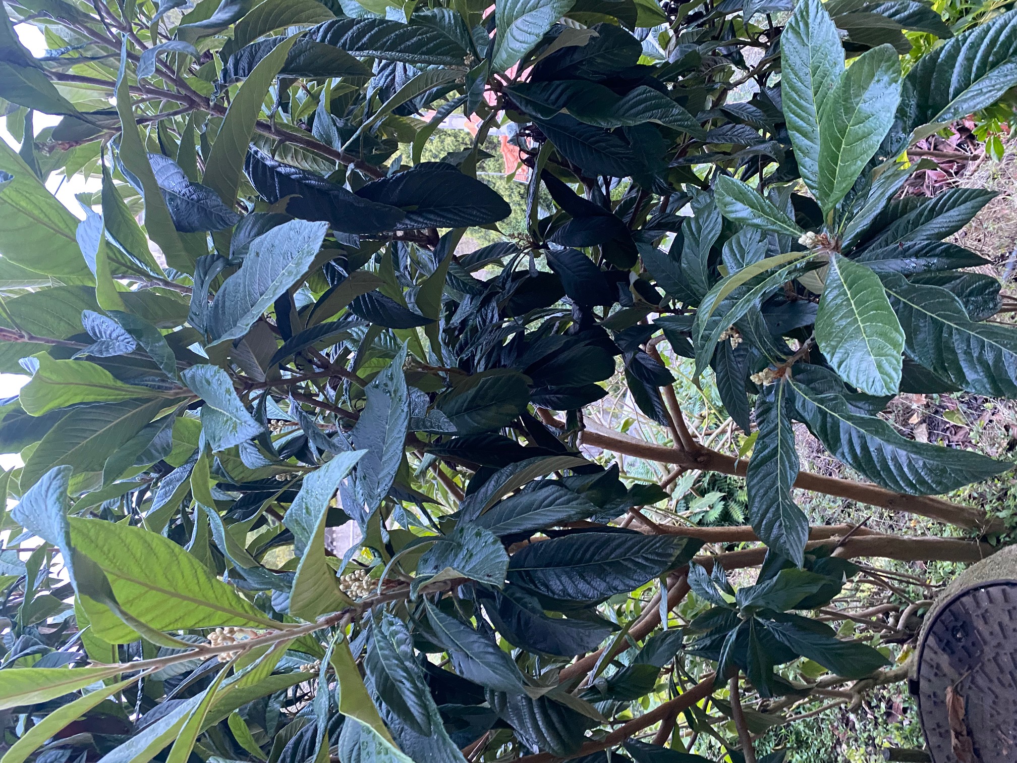 Japanse mispel Eriobotrya japonica Japanse mispel Eriobotrya japonica