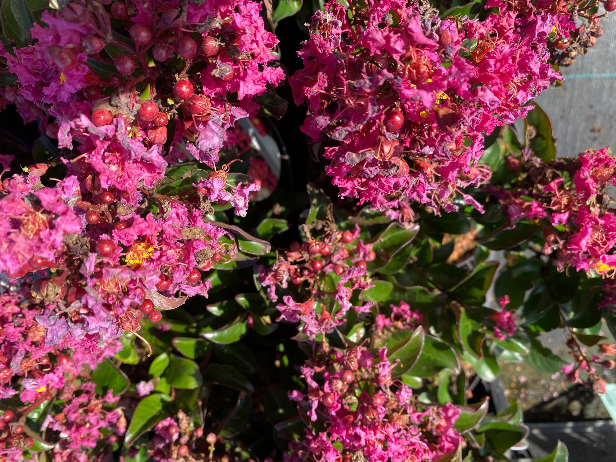 Indische sering - Lagerstroemia indica &amp;#39;Berry Dazzle&amp;#39;
