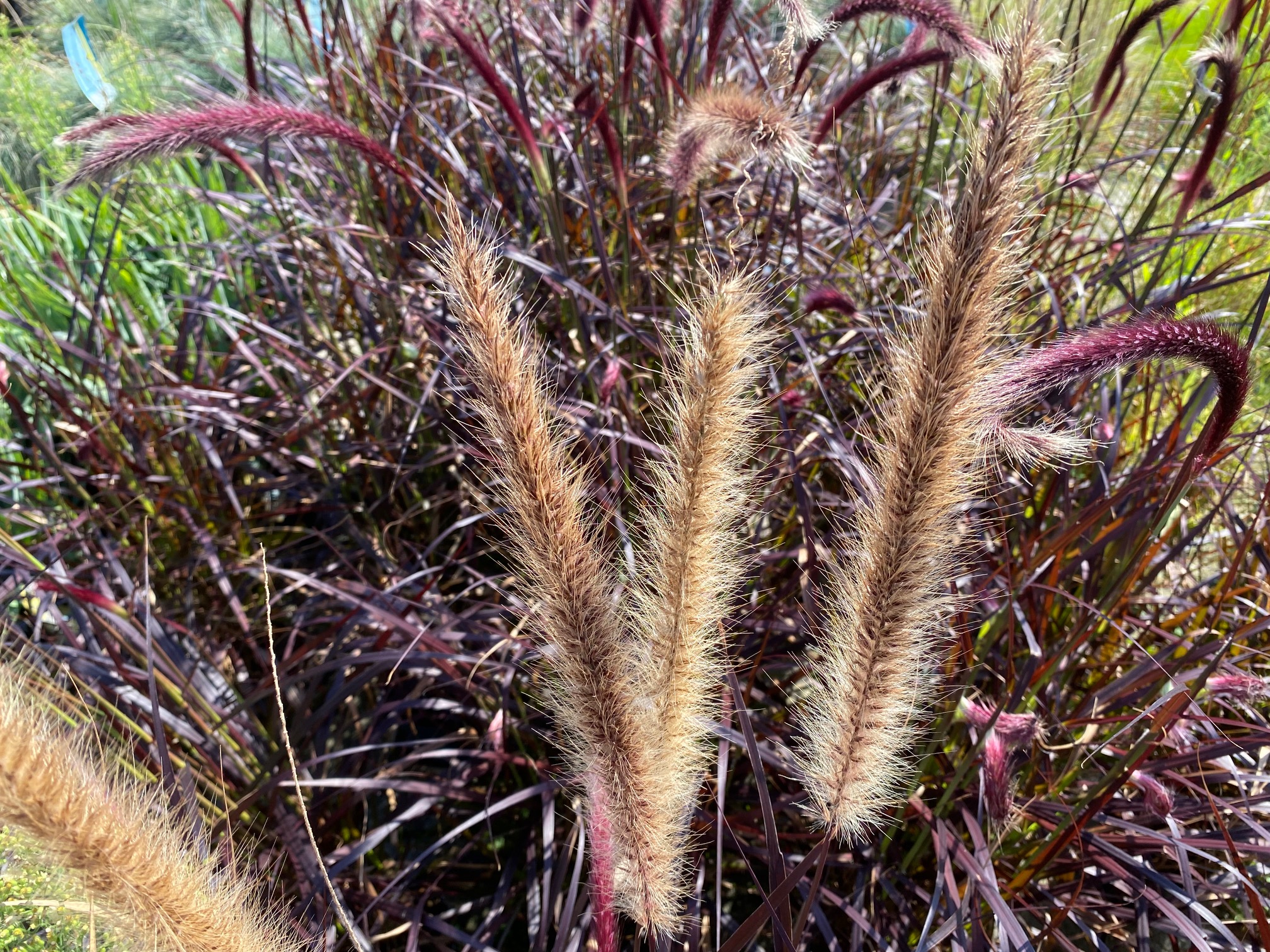 lampenpoetsersgras-pennisetum-advena-summer-samba-kopen