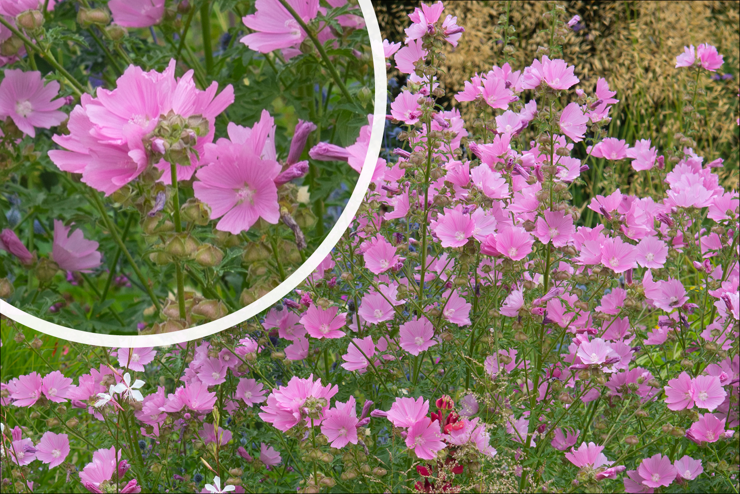 34+ Strauch Rosa Blühend, Rosa blühende sträucher sind perfekt