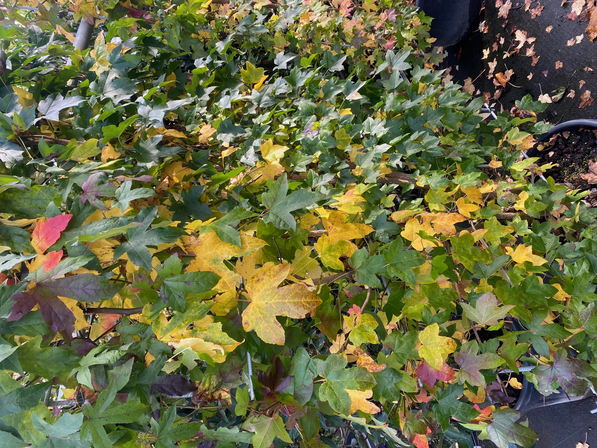 Fertige Bernsteinhecke Liquidambar styraciflua 180x90