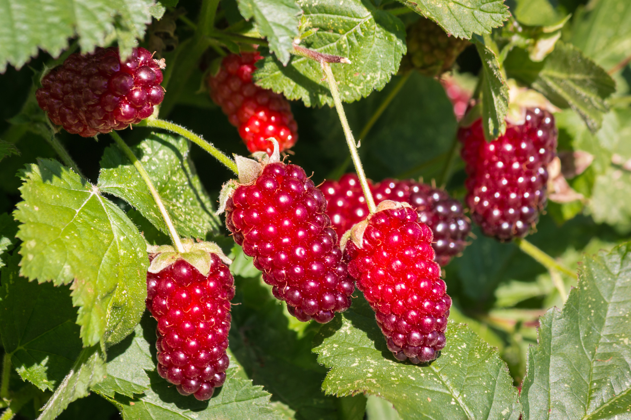 loganbes-rubus-fr-thornless-loganberry-plant-kopen