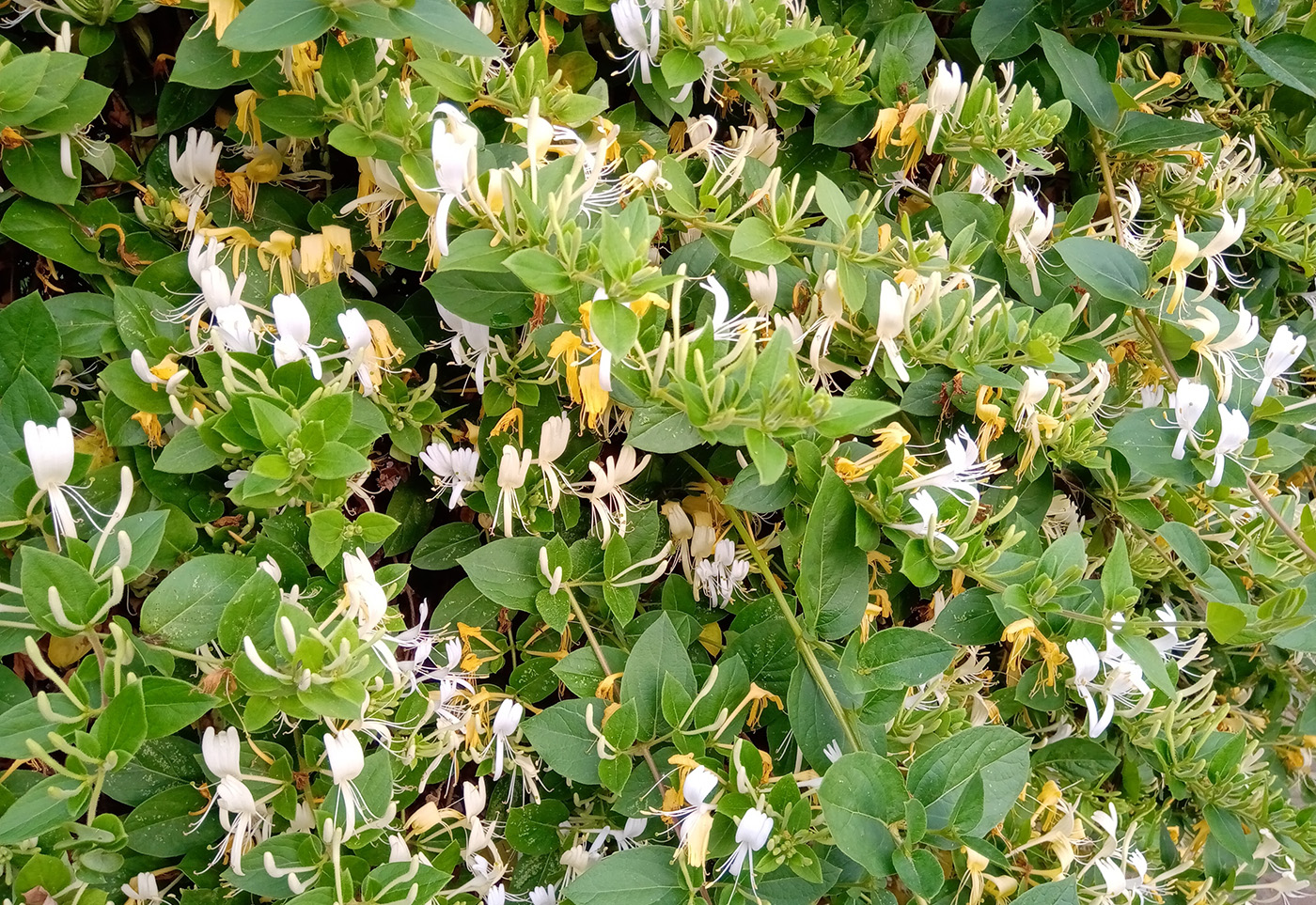 Japanse Kamperfoelie Lonicera Japonica 'Hall's Prolific'