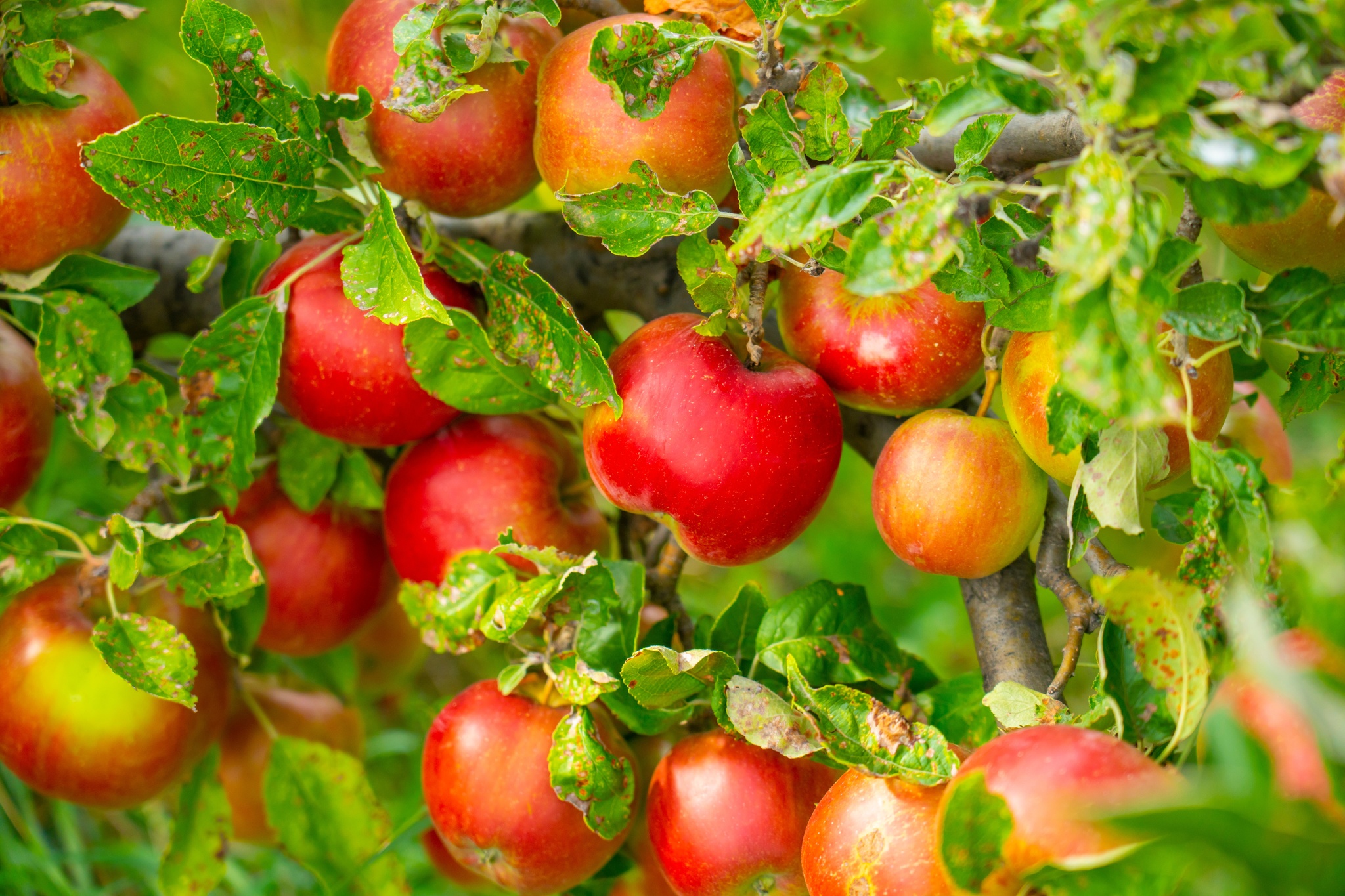 Kleiner Apfelbaum Malus domestica Croquella Delgrina 2 Meter