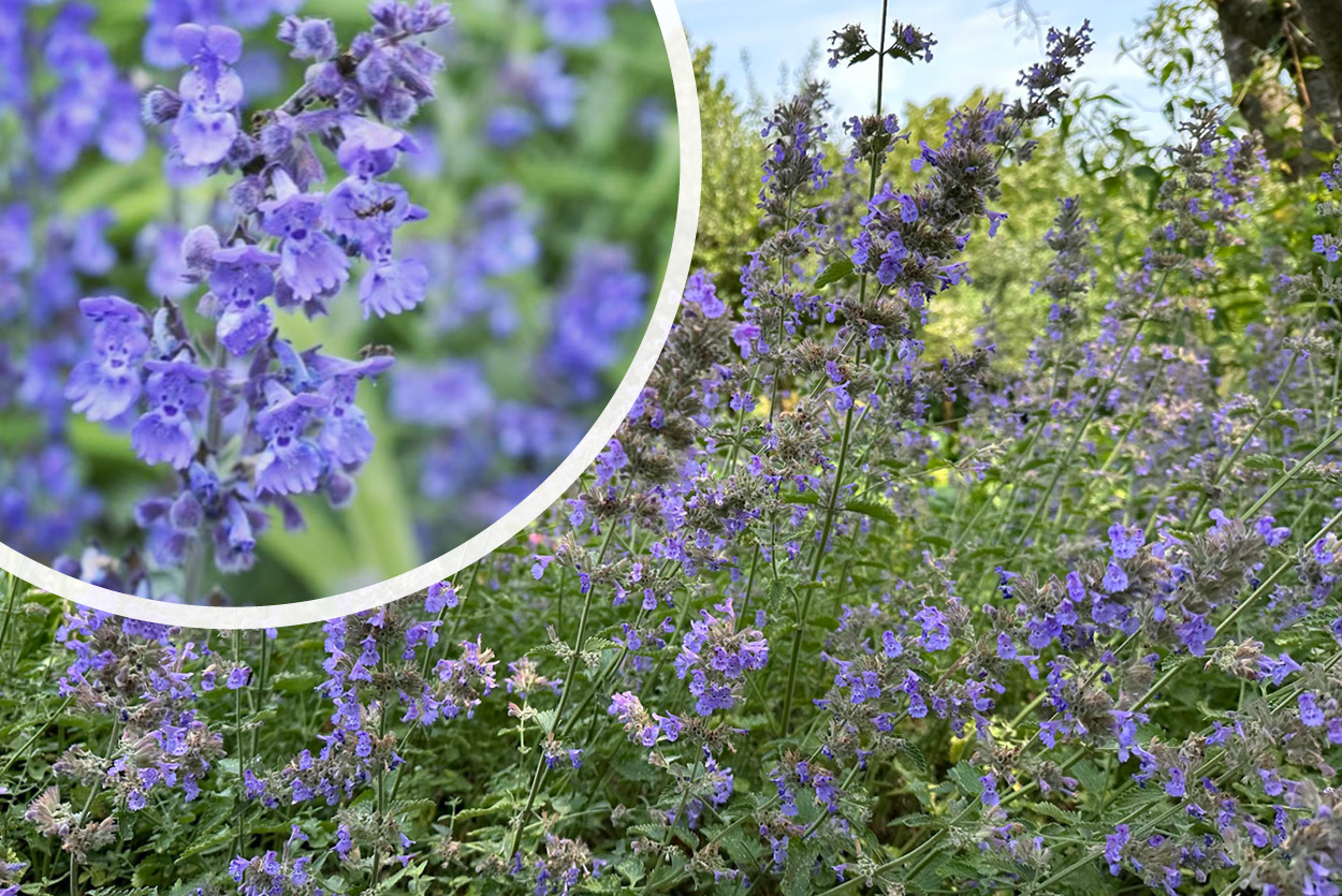 nepeta faassenii blaues Wunder