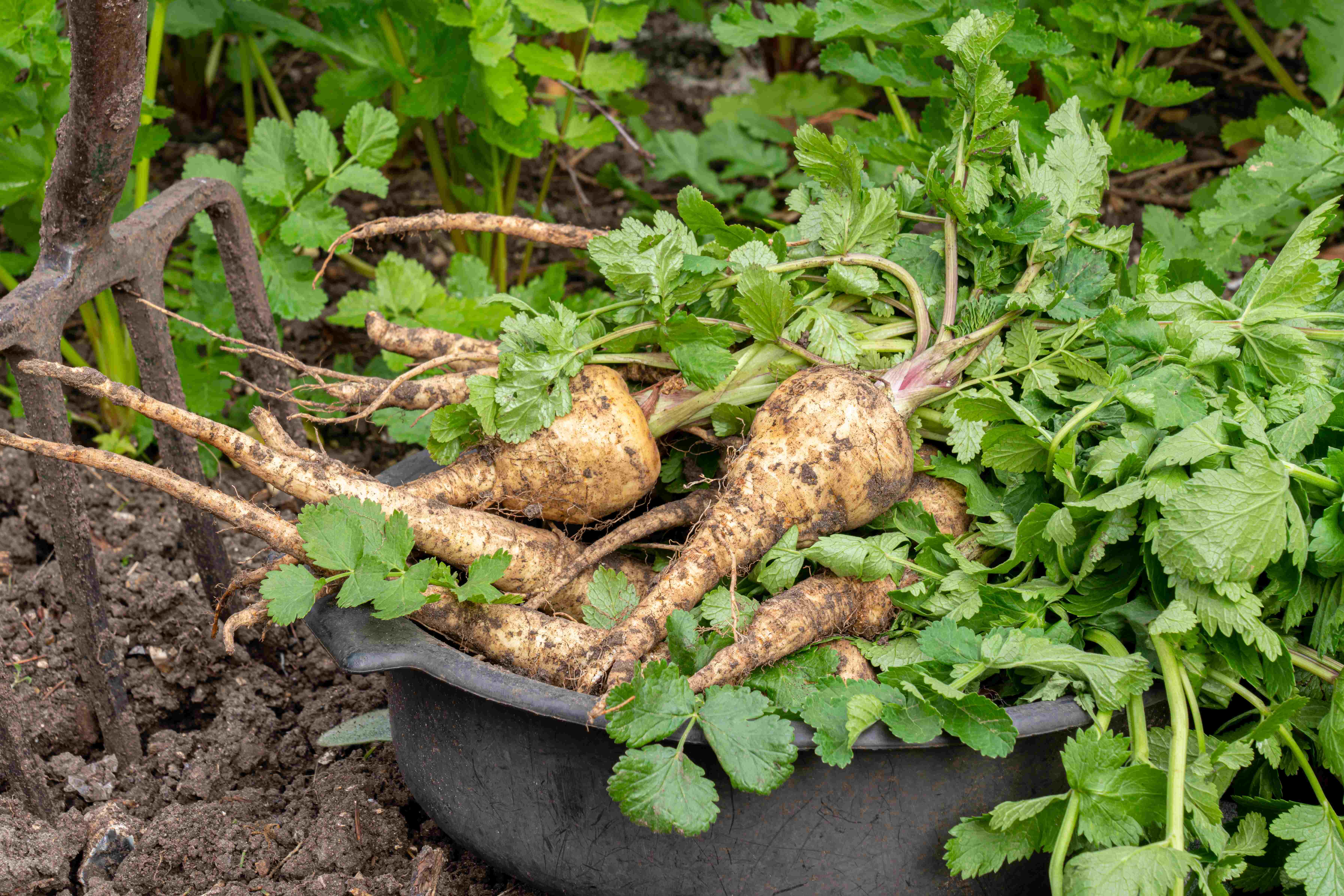 Pastinake - Pastinaca sativa sativa weiße Wurzelpflanze