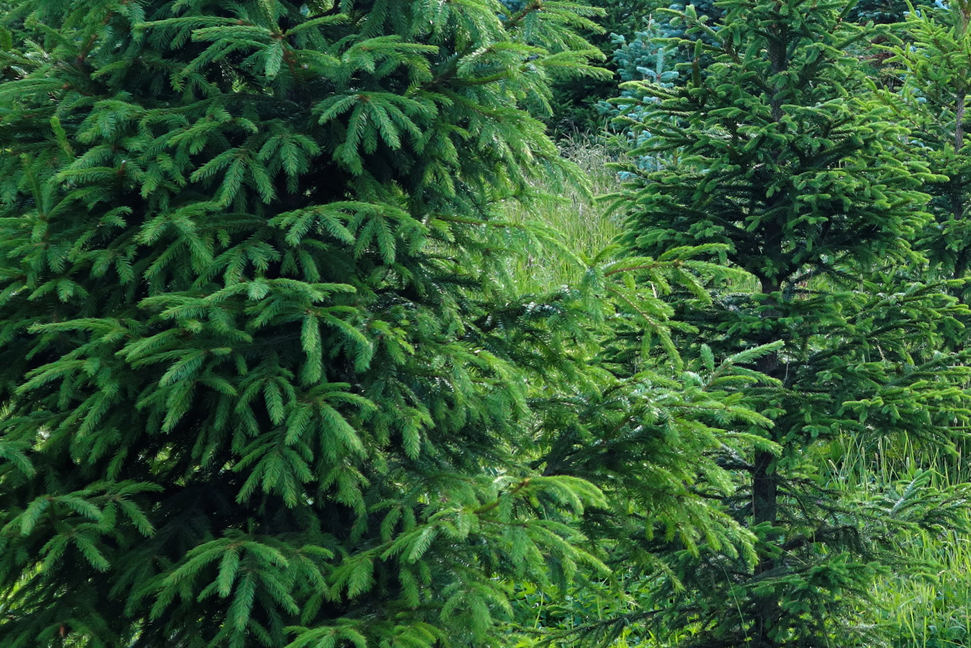 Picea abies fijnspar Kerstboom groene spar kopen