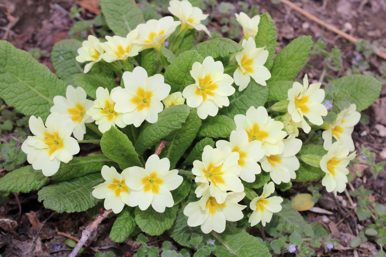 Schlüsselblume Primula Vulgaris Dekorativer Frühlingsblüher