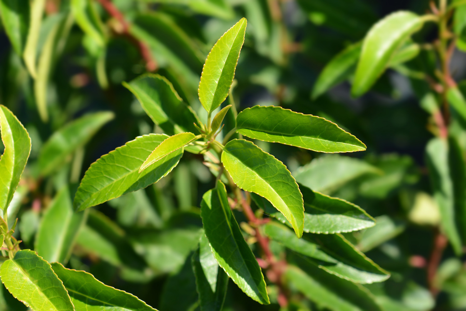 Portugiesischer Lorbeer Prunus lusitanica 'Brenelia'