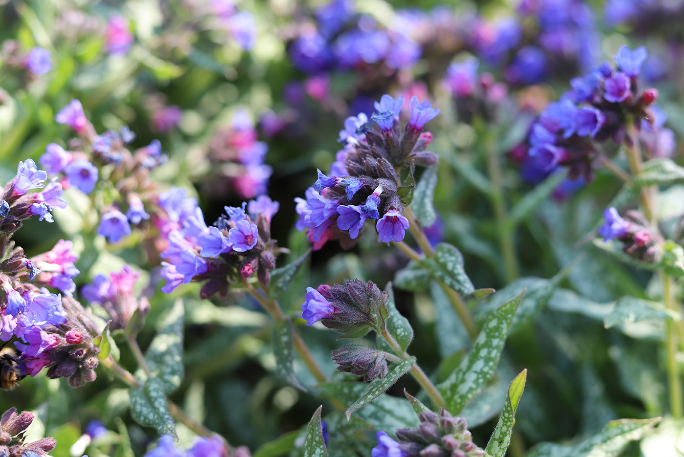 Longkruid - Pulmonaria 'Majesté' plant kopen