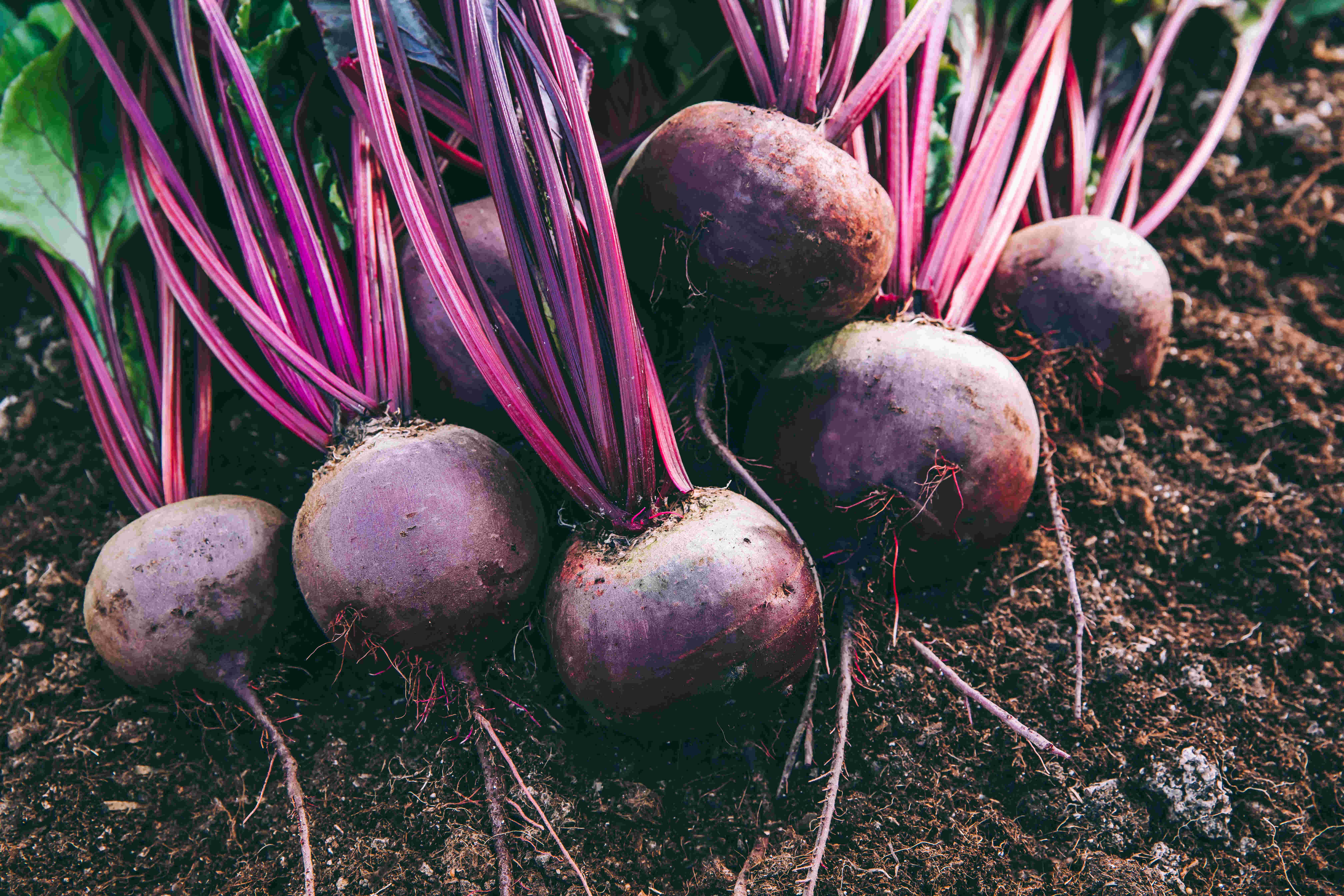 RoteBetePflanze, Beta vulgaris rubra Gemüsepflanze
