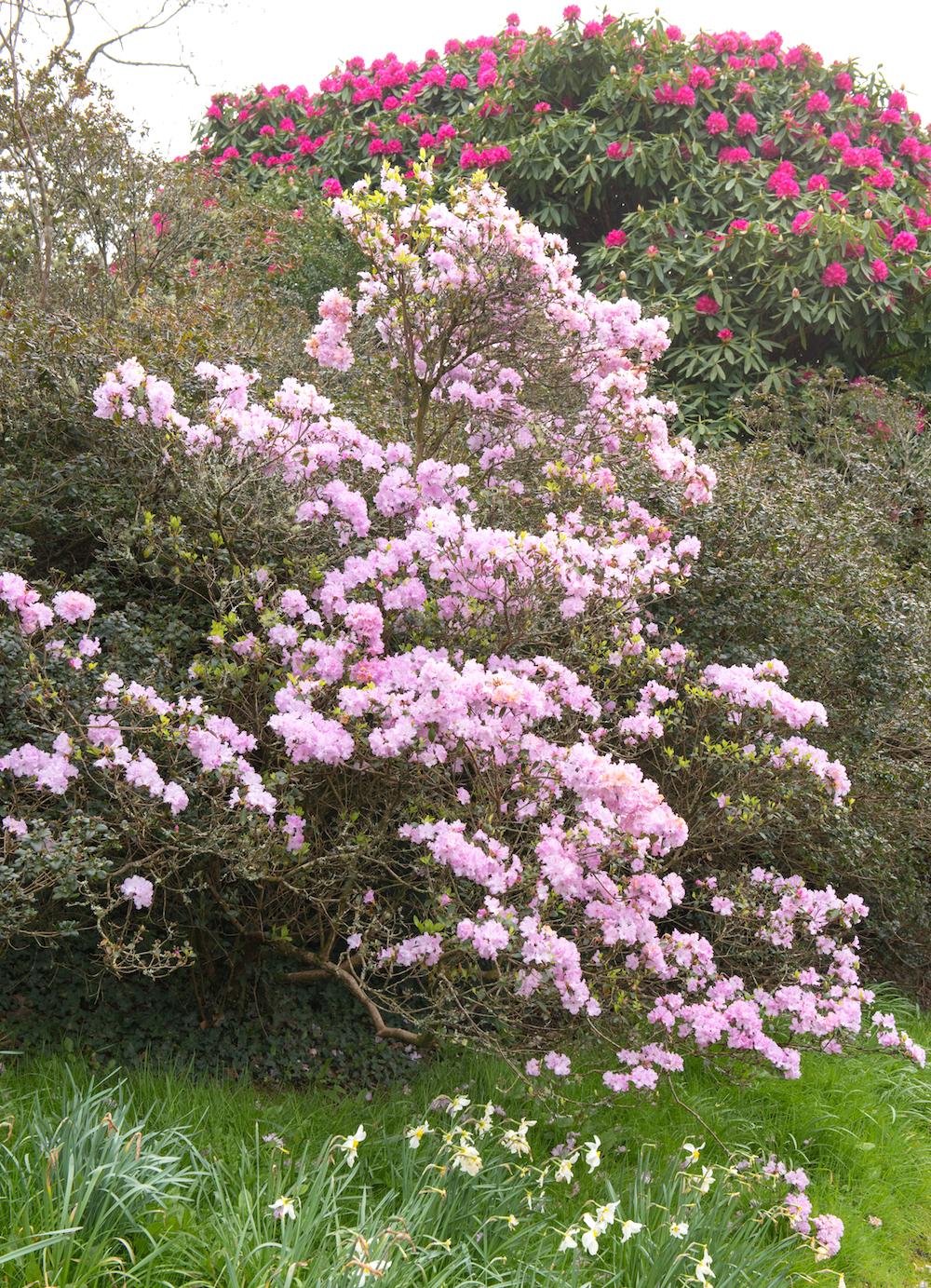 Scorch maniac huisvrouw Vroegbloeiende roze Rhododendron 'Preacox' struik kopen