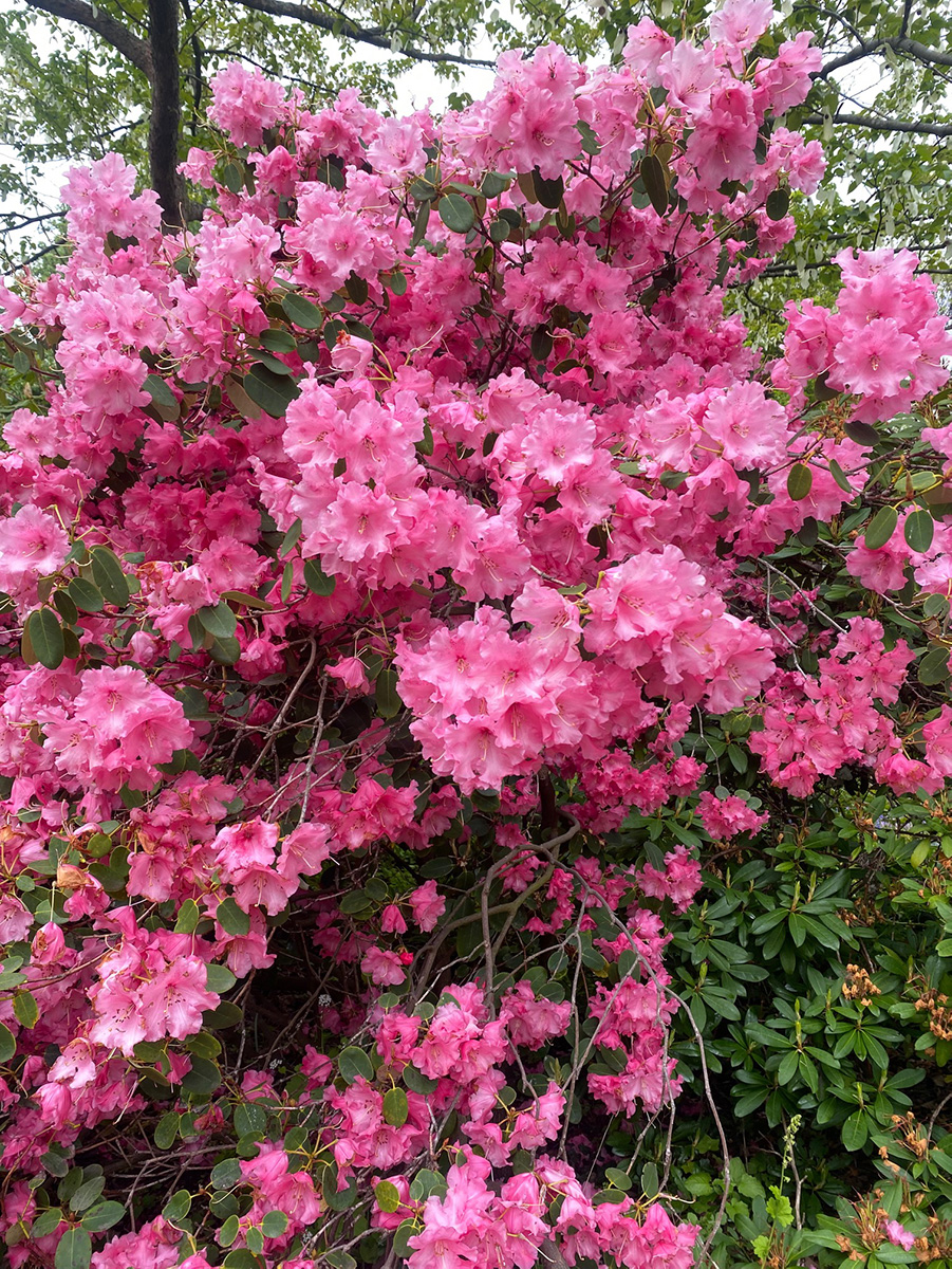 Azalea indica Rhododendron simsii Planch