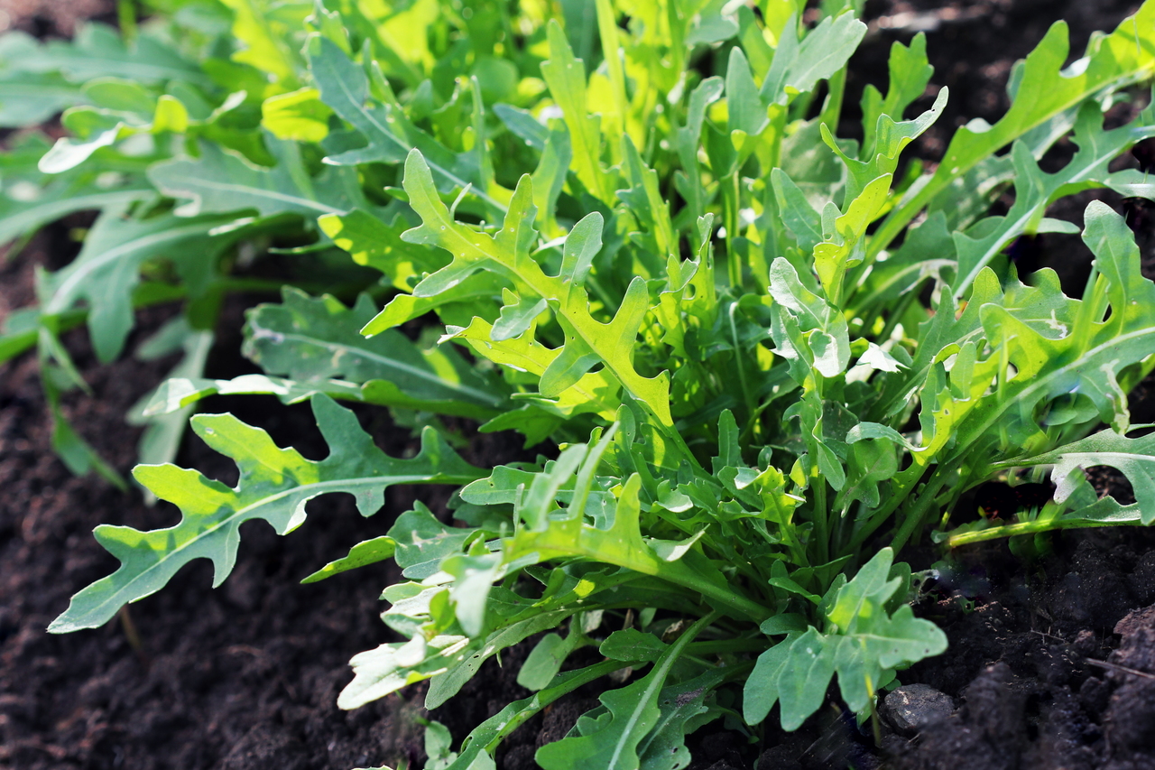 Kopfsalatpflanze Eruca sativa Gemüsegarten Kopfsalatpflanzen kaufen