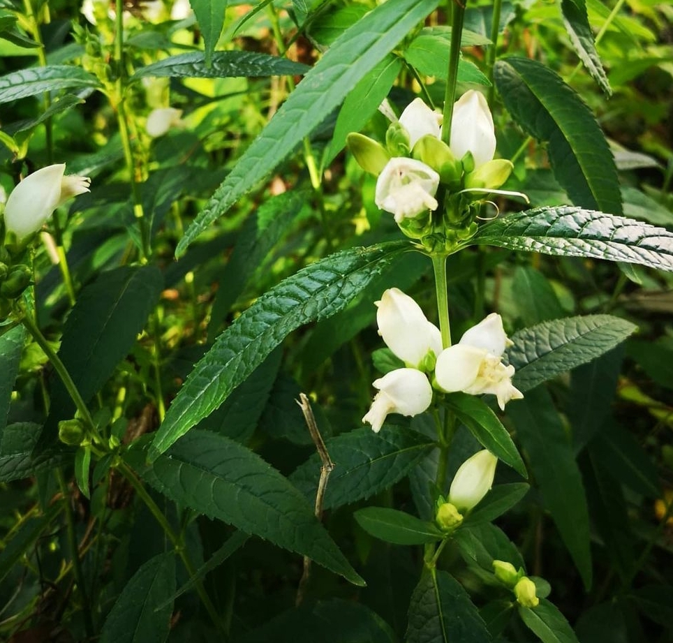 Schildkrötenblume Chelone obliqua 'Alba' Pflanze kaufen