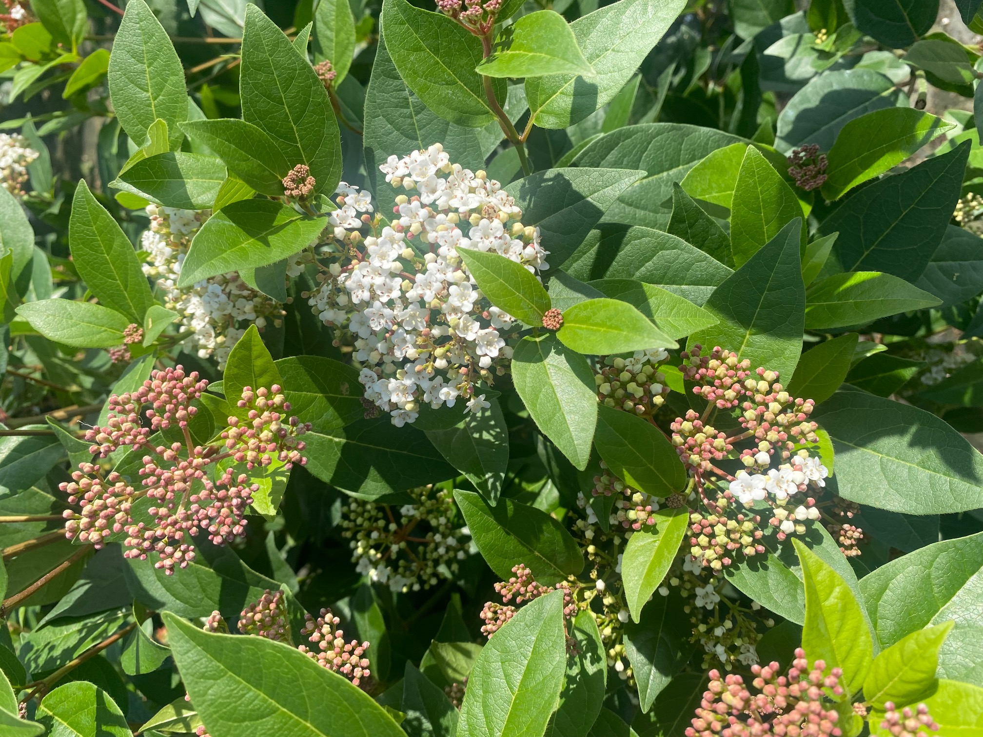 Schneeball Viburnum tinus Spirit immergrüner Strauch 2 Meter