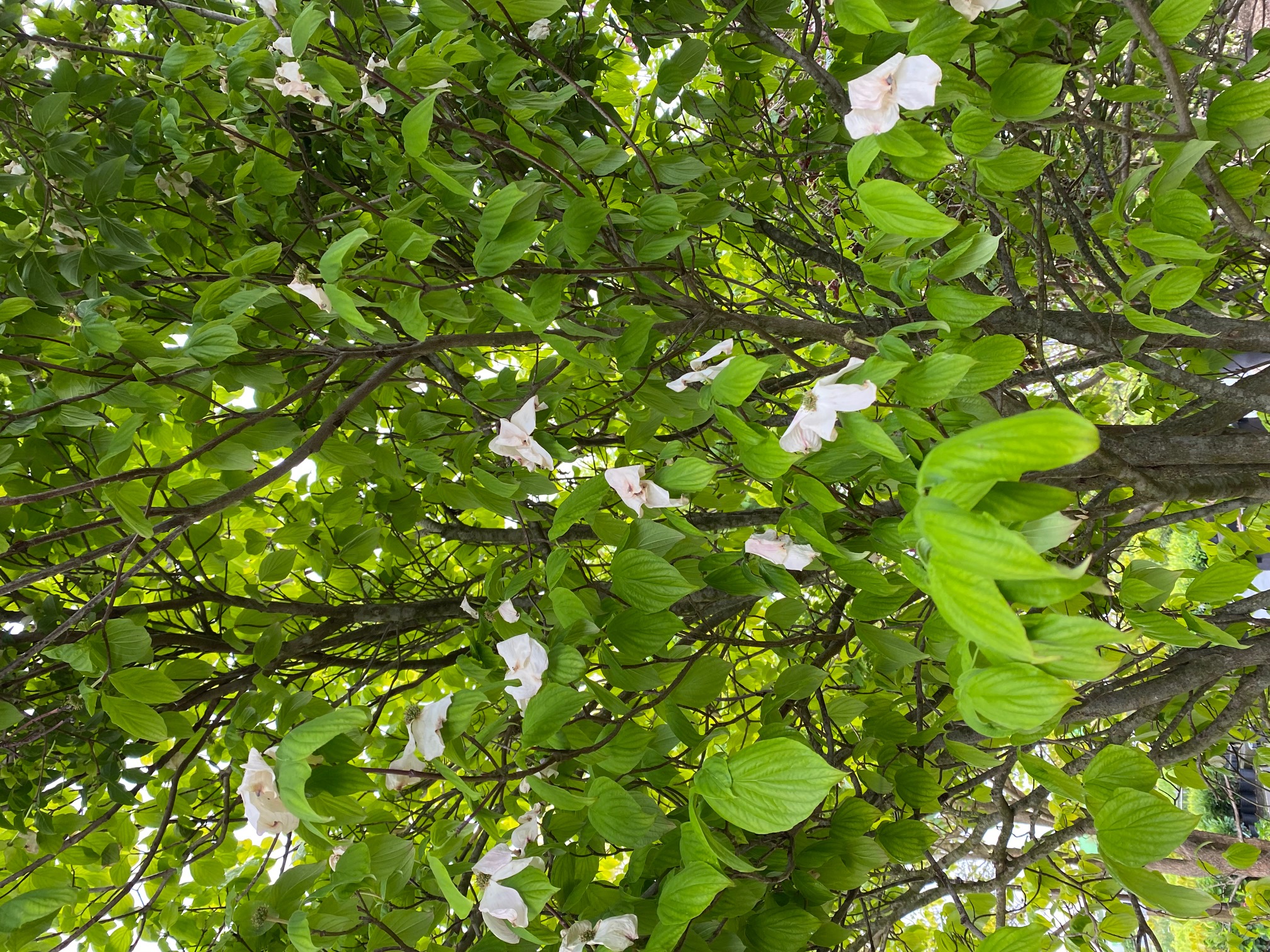 37+ Cornus Florida Umpflanzen Site Forum.garten-Pur.de, Wer cornus